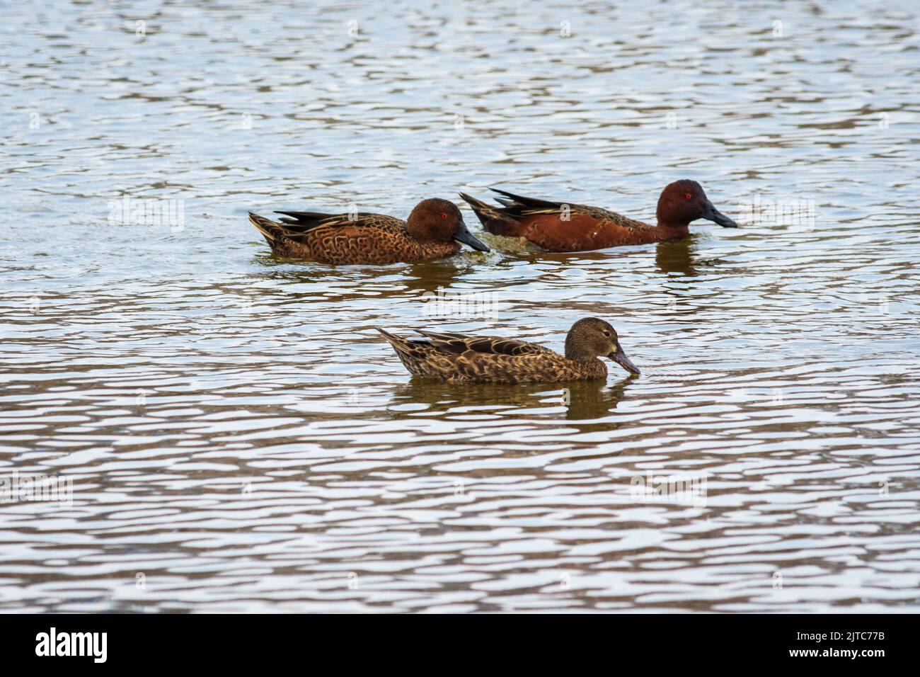 Anas cyanoptera (Zimtbärchen, Pato colorado) schwimmen und füttern in Pantanos de Villa, Lima, Peru. Stockfoto