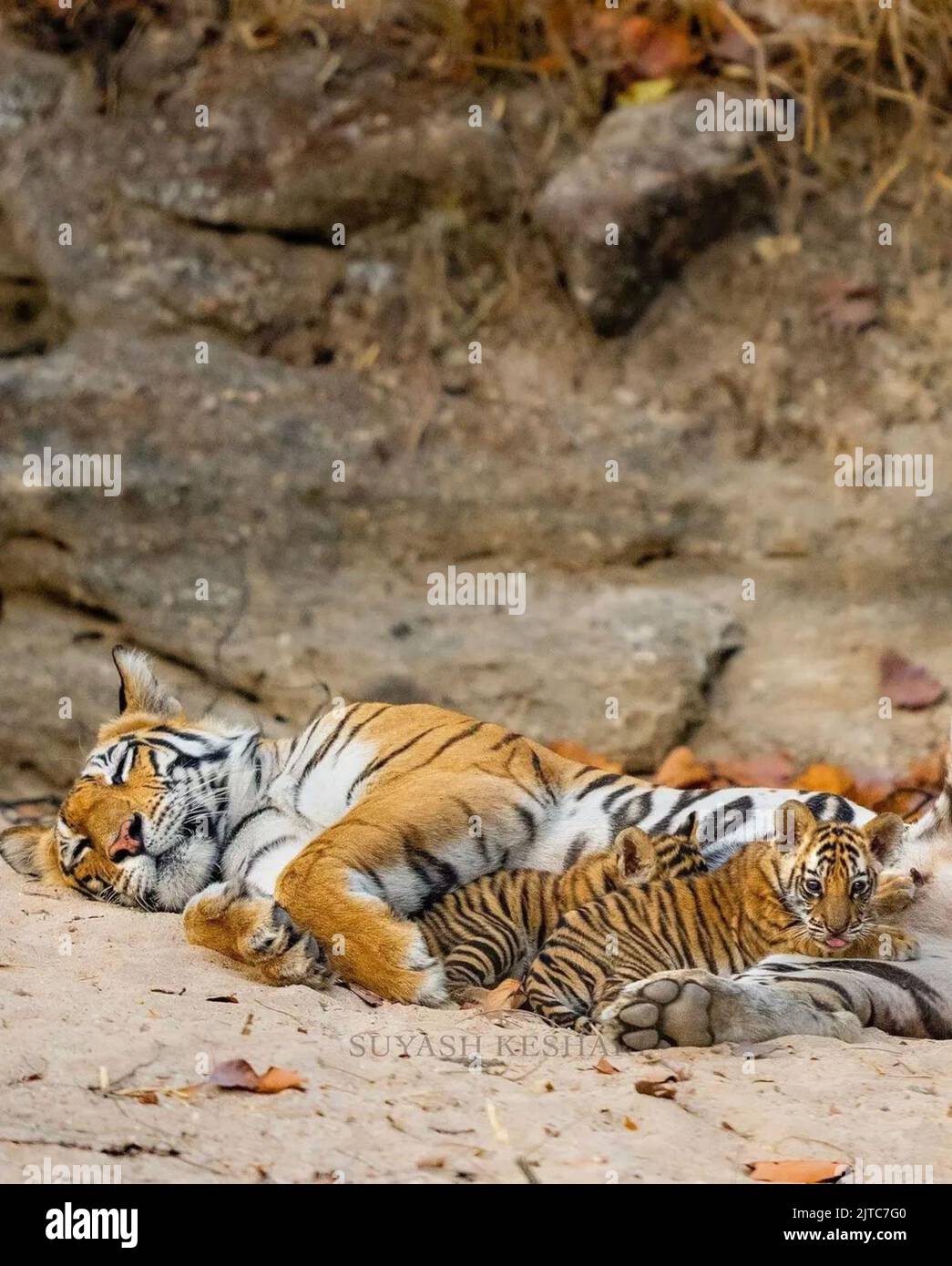 Eine Tigerin kuschelt mit ihren Jungen, die in den Felsen liegen Stockfoto