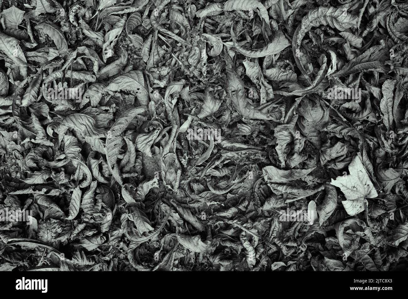 Schwarz-weiß monochrome Abwärtsansicht von heruntergefallenen Blättern auf dem Boden Stockfoto