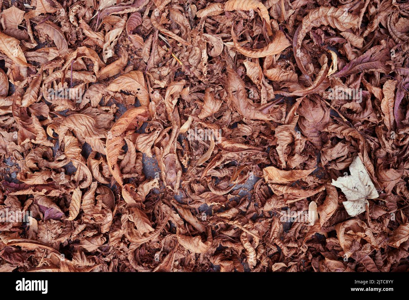 Abwärtsansicht von rot-braun heruntergefallenen Blättern auf dem Boden Stockfoto