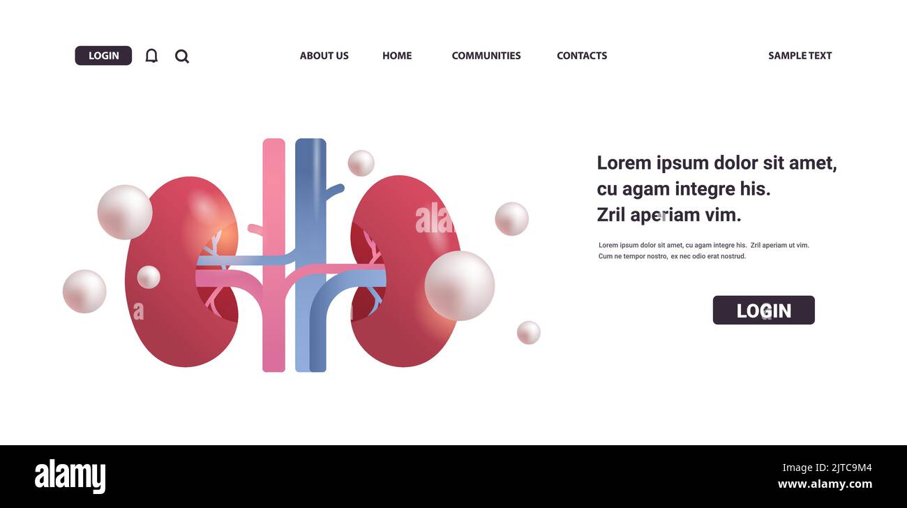 Nieren Struktur menschliche innere Organe Anatomie Gesundheitswesen medizinisches Konzept Nierensystem Stock Vektor