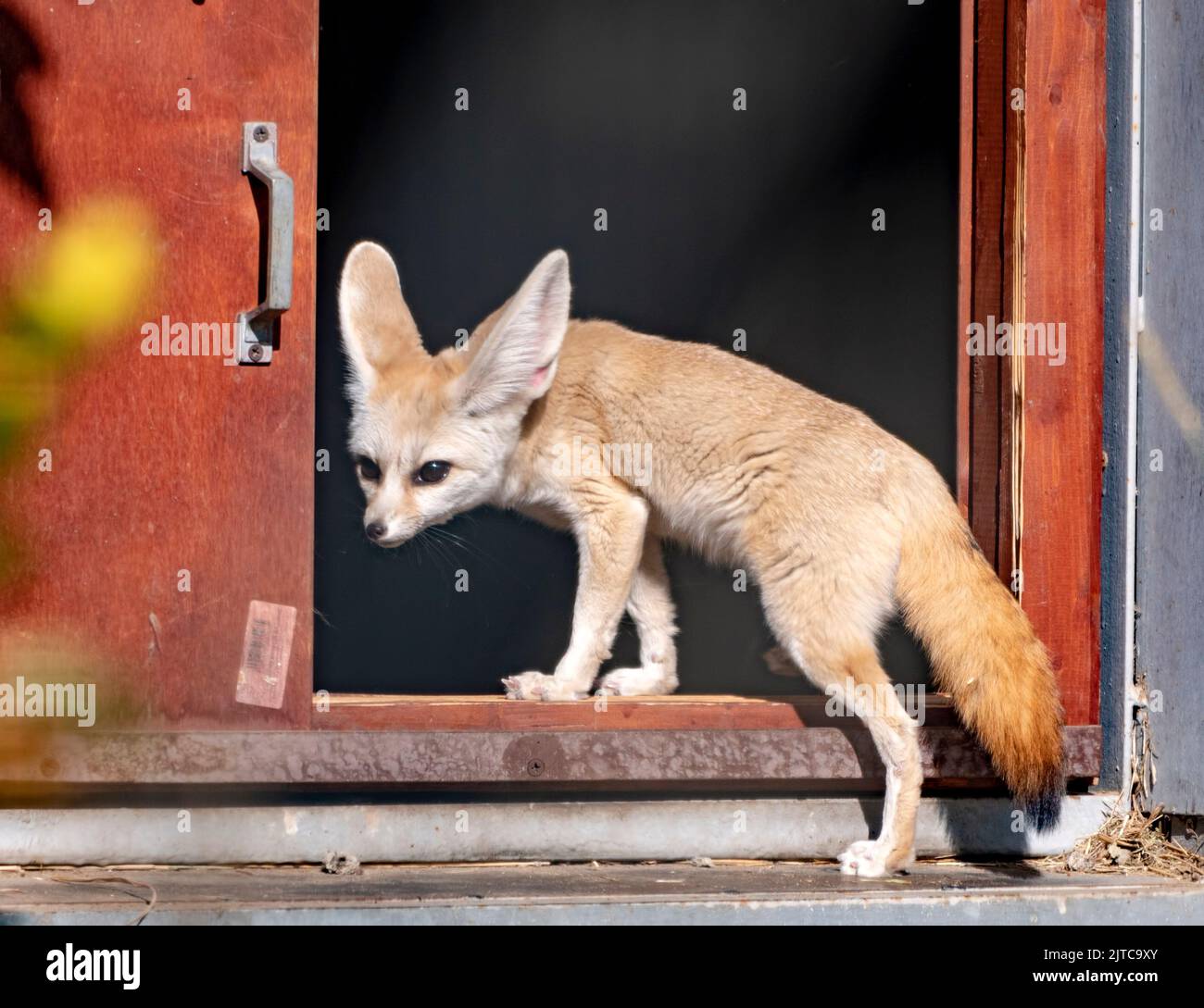 Die kleine, kleinere Katze, Fuchs mit riesigen Ohren und einem langen flauschigen Schwanz, lebt in der Sahara Wüste. Stockfoto