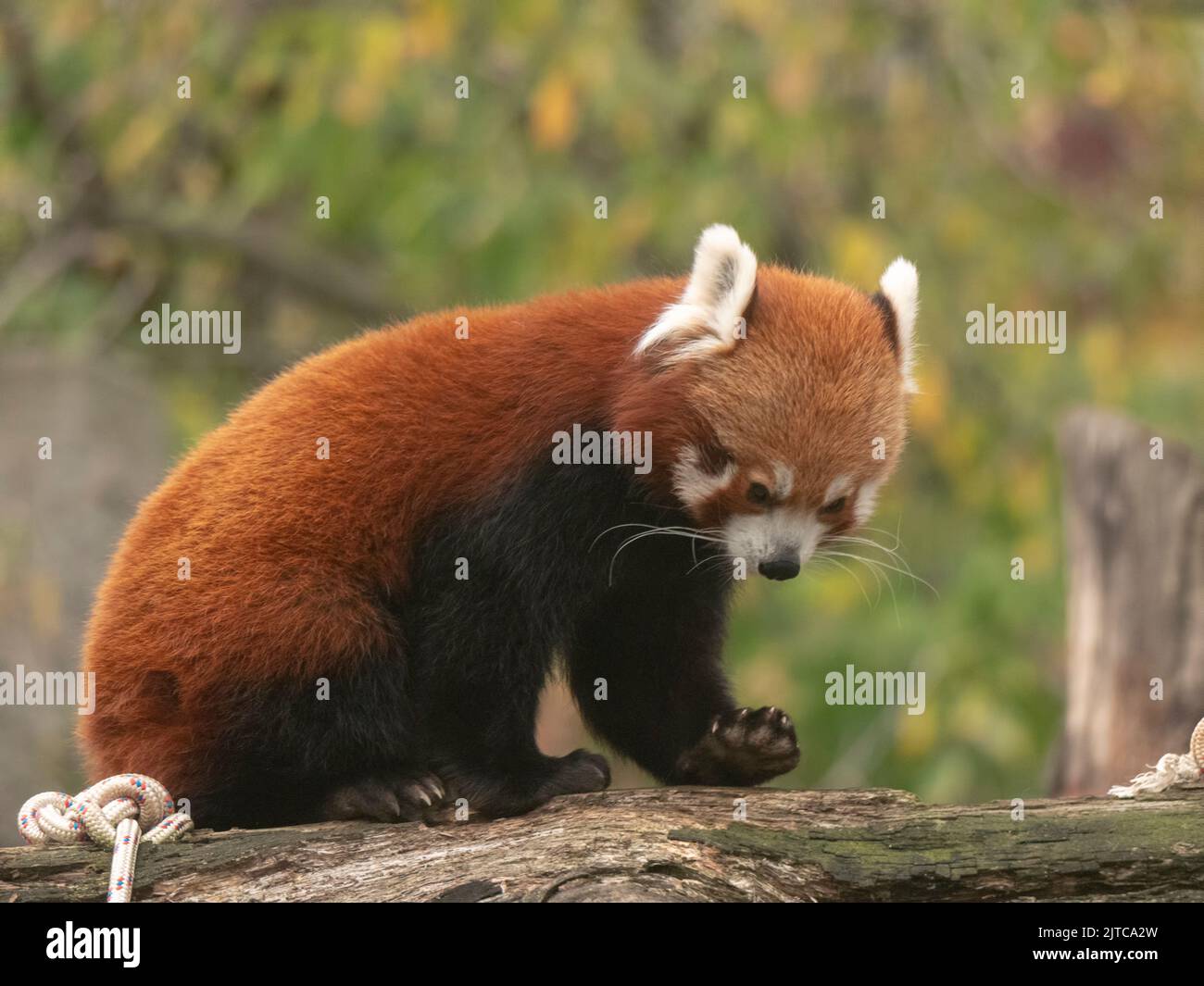 Panda, Firefox oder weniger Panda Ailurus fulgens auf dem Baum. Stockfoto