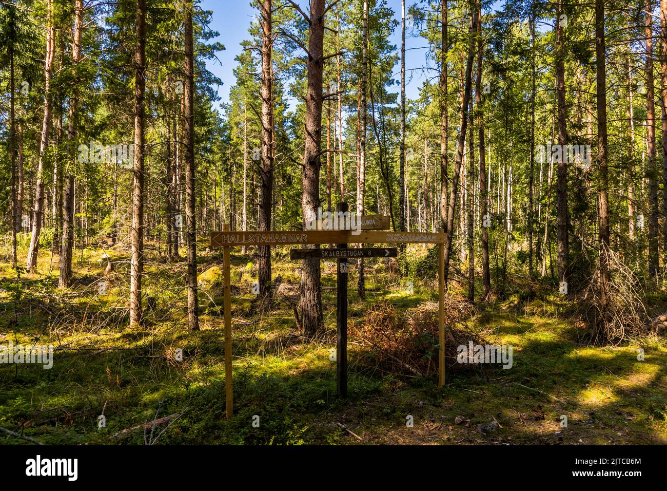 Wanderweg durch den schwedischen Wald bei Västerås, Schweden Stockfoto