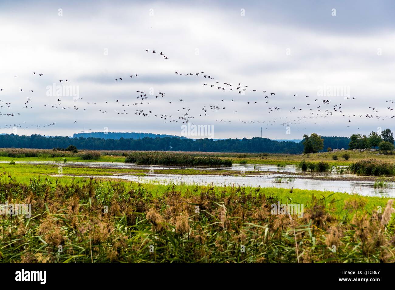 Gänseschwärme sammeln sich für ihre Flucht in den Süden bei Örebro, Schweden Stockfoto