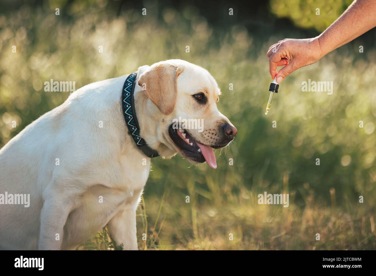 Hund leckt einen Tropfer mit CBD-Öl, während Sie einen Spaziergang in der Natur machen. CBD für Tiergesundheit Probleme Konzept. Stockfoto