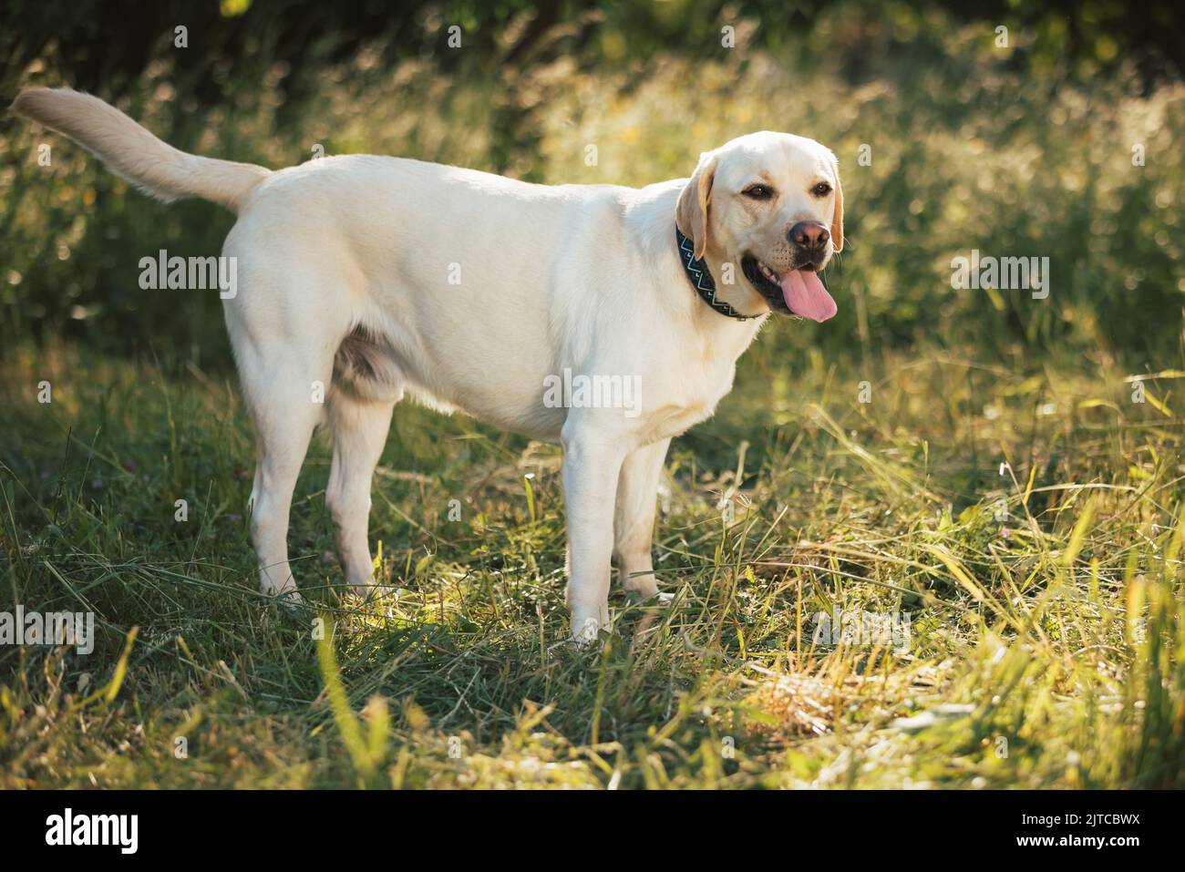 Labrador Hundeportrait in der Natur bei schönem Sonnenuntergang Stockfoto