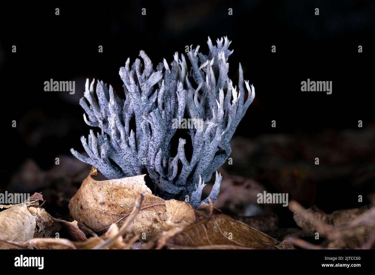 Korallenpilze (Clavulina cristata), die möglicherweise von Helminthosphaeria clavariarum parasitiert werden, was die graue Farbe gibt - in der Nähe des Pisgah National Forest, Brevard, Stockfoto