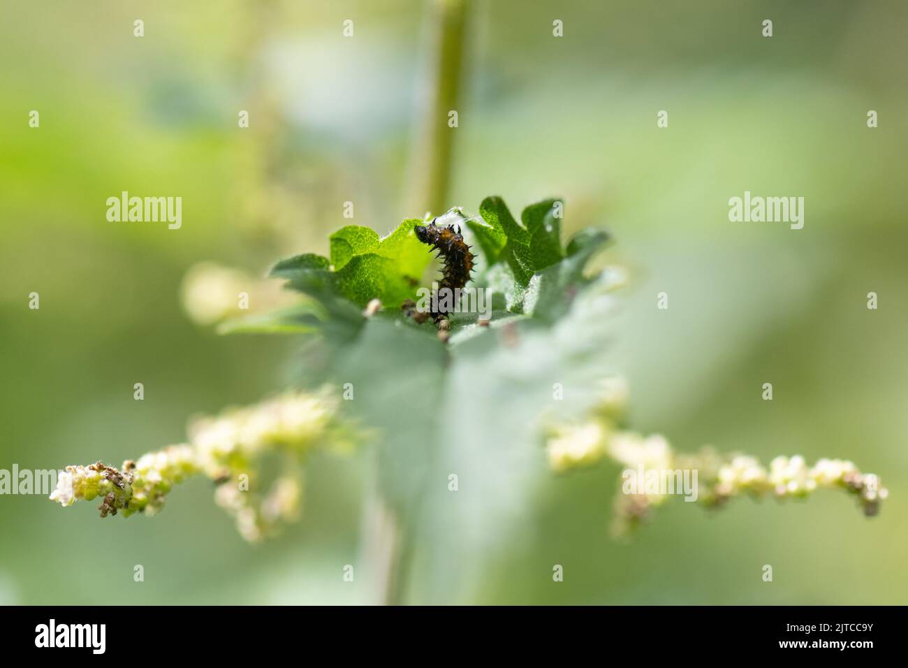 Pfauenschmetterling Raupe (Aglais io) auf Brennnesseln - Großbritannien Stockfoto