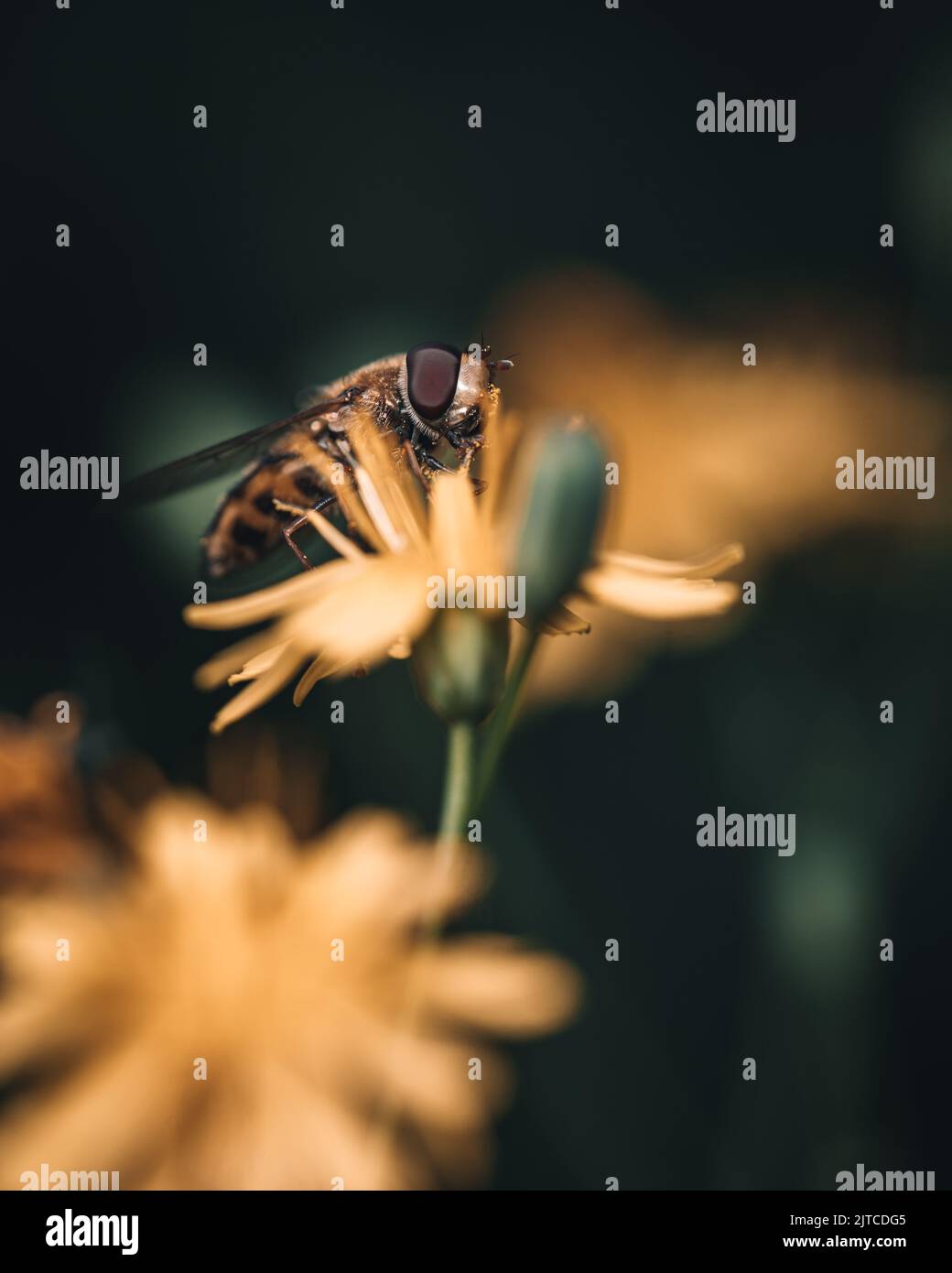 Eine Makroaufnahme einer Schwebefliege auf einer Wildblume in einem Feld vor einem unscharfen Hintergrund Stockfoto