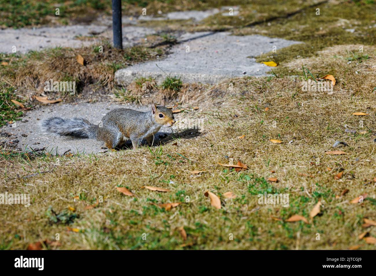 Ein graues Eichhörnchen, Sciurus carolinensis, auf dem Boden in einem Garten in Surrey, Südostengland, eine invasive eingeschleppte Art, die heute ein häufiger Schädling ist Stockfoto