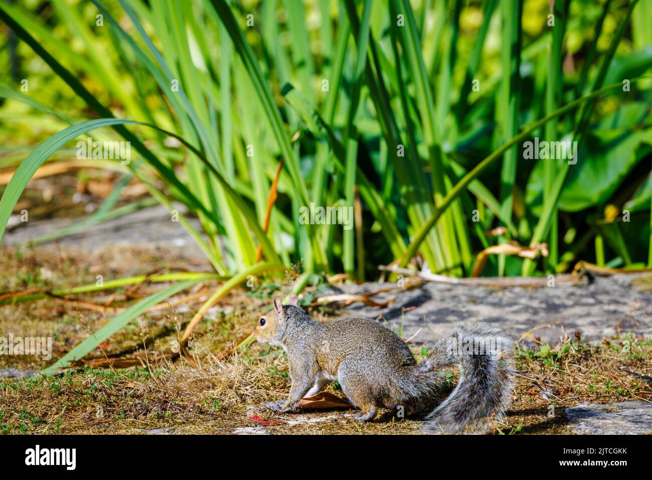 Ein graues Eichhörnchen, Sciurus carolinensis, auf dem Boden in einem Garten in Surrey, Südostengland, eine invasive eingeschleppte Art, die heute ein häufiger Schädling ist Stockfoto