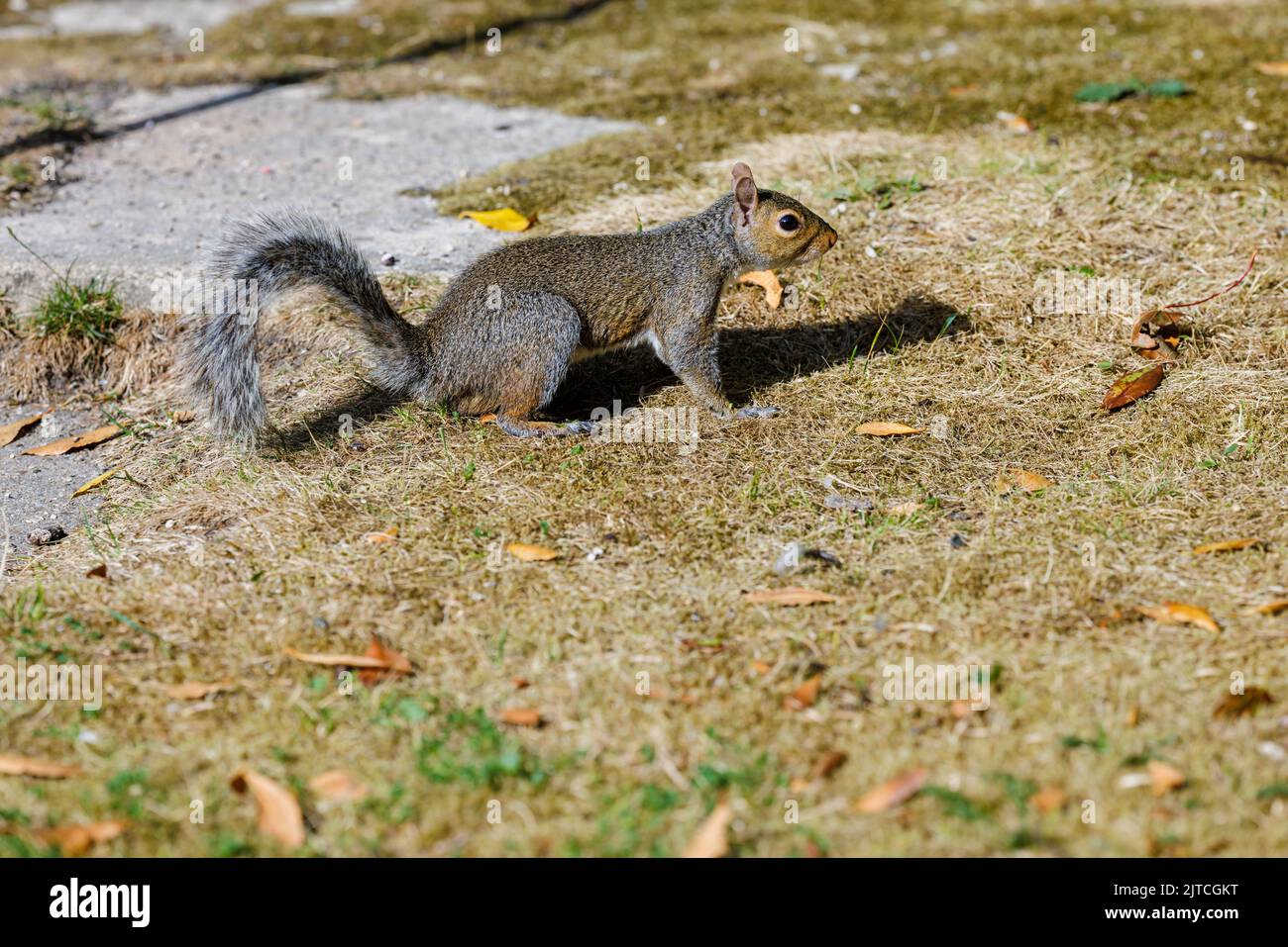 Ein graues Eichhörnchen, Sciurus carolinensis, auf dem Boden in einem Garten in Surrey, Südostengland, eine invasive eingeschleppte Art, die heute ein häufiger Schädling ist Stockfoto