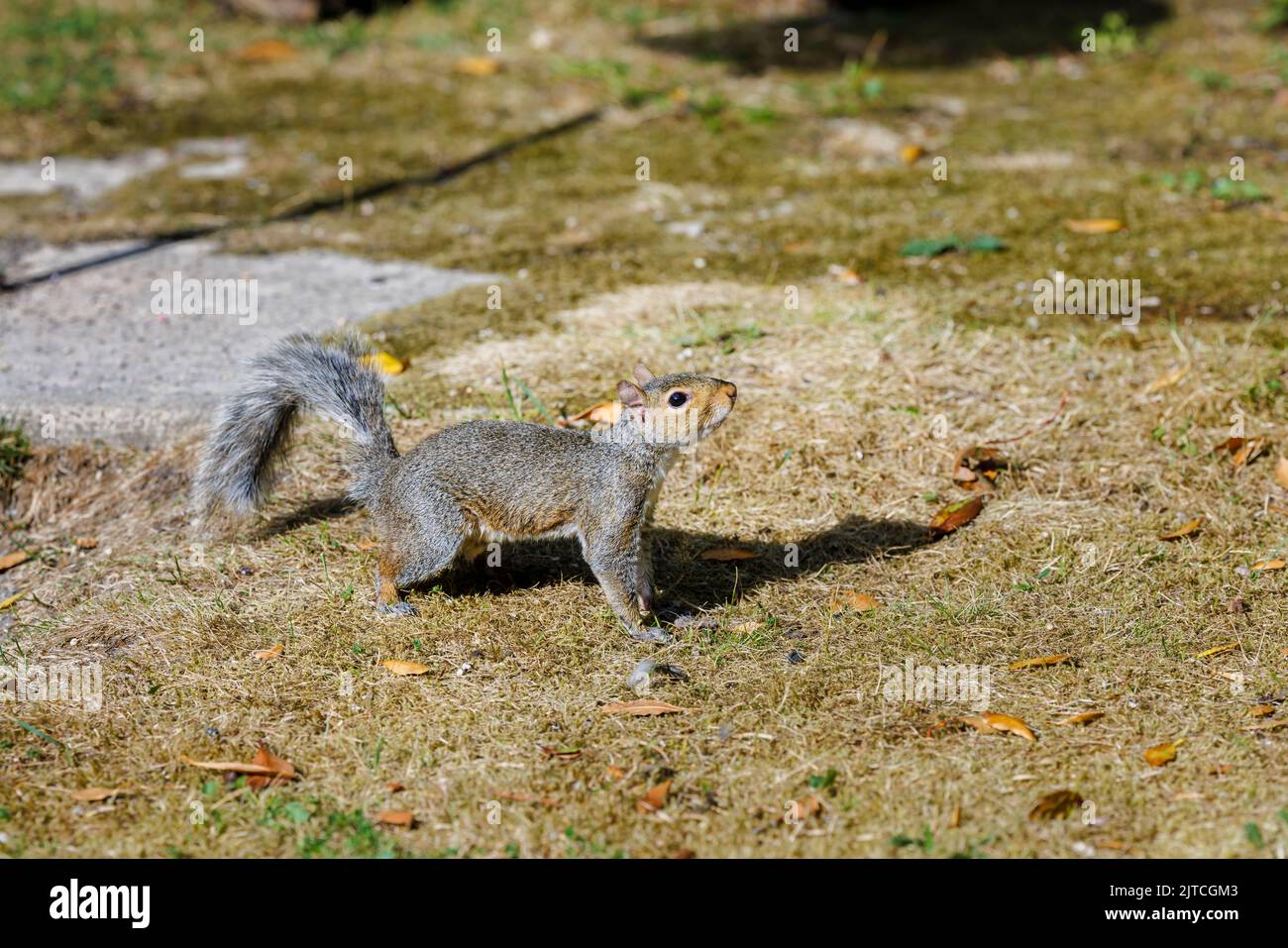 Ein graues Eichhörnchen, Sciurus carolinensis, auf dem Boden in einem Garten in Surrey, Südostengland, eine invasive eingeschleppte Art, die heute ein häufiger Schädling ist Stockfoto