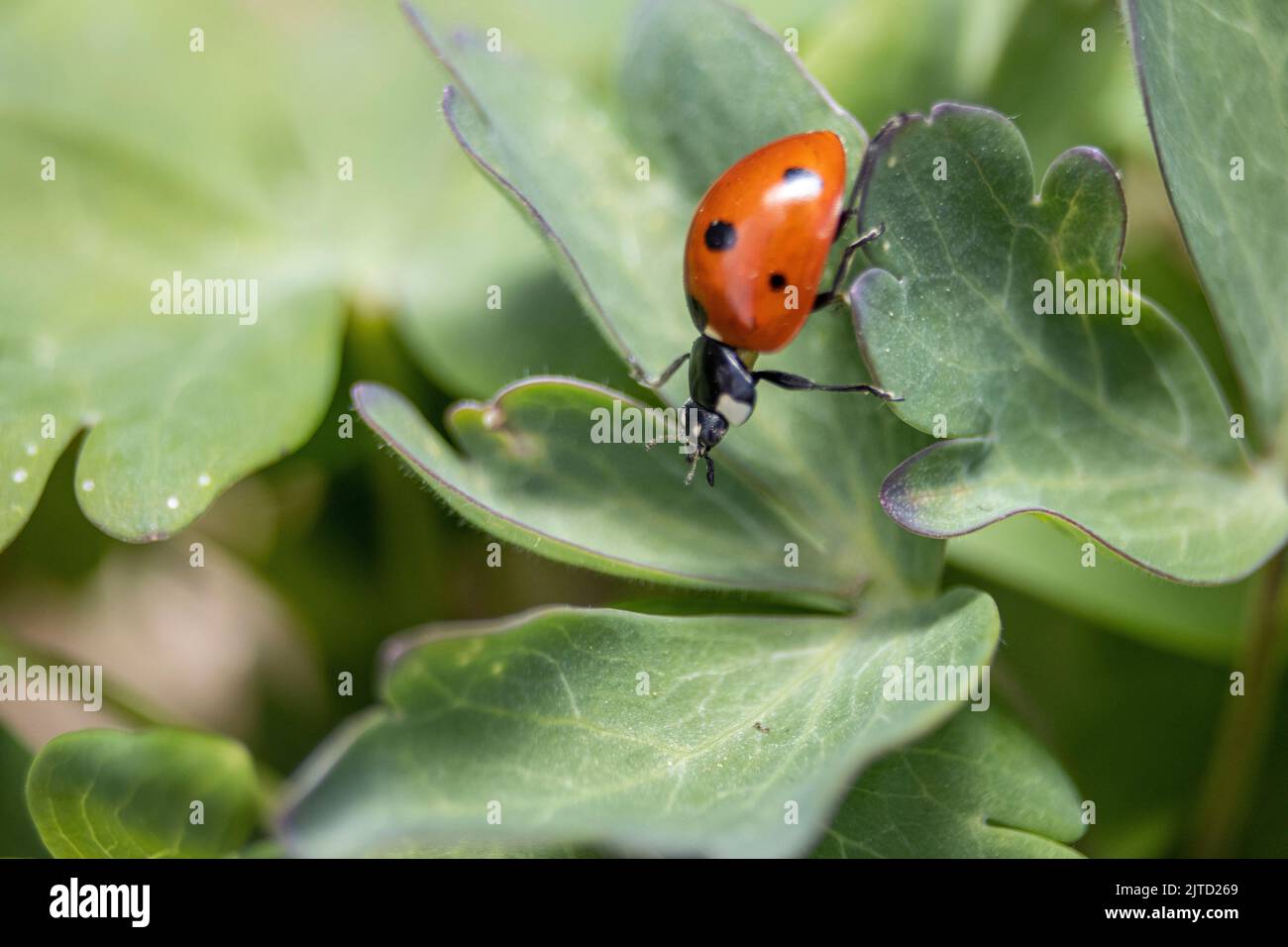 Es sind die kleinen Dinge im Leben Stockfoto