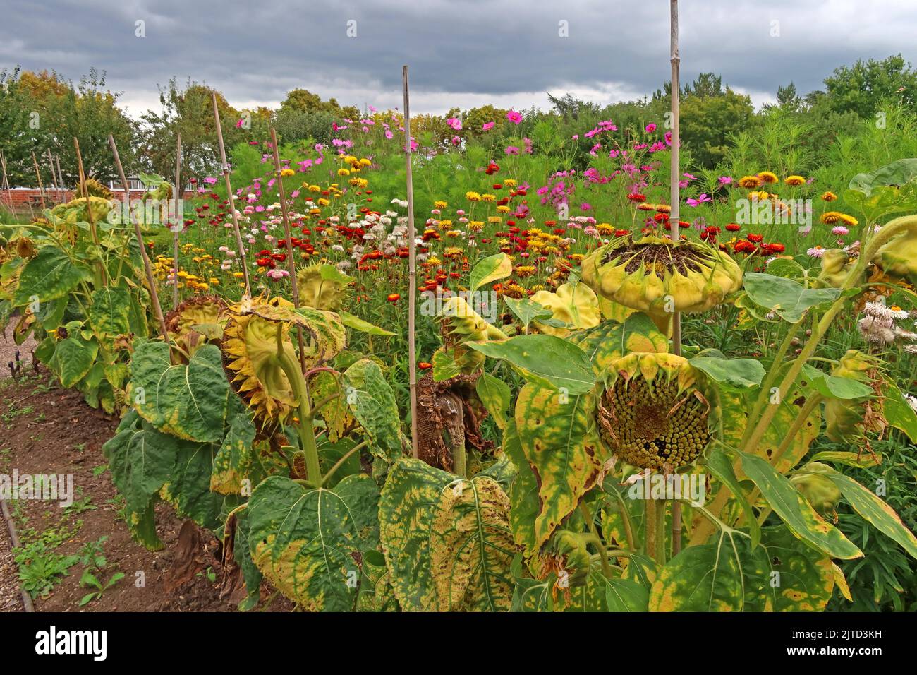 Sonnenblumen, Grappenhall Walled Garden, Grappenhall Heys, Warrington, Cheshire, England, Großbritannien Stockfoto