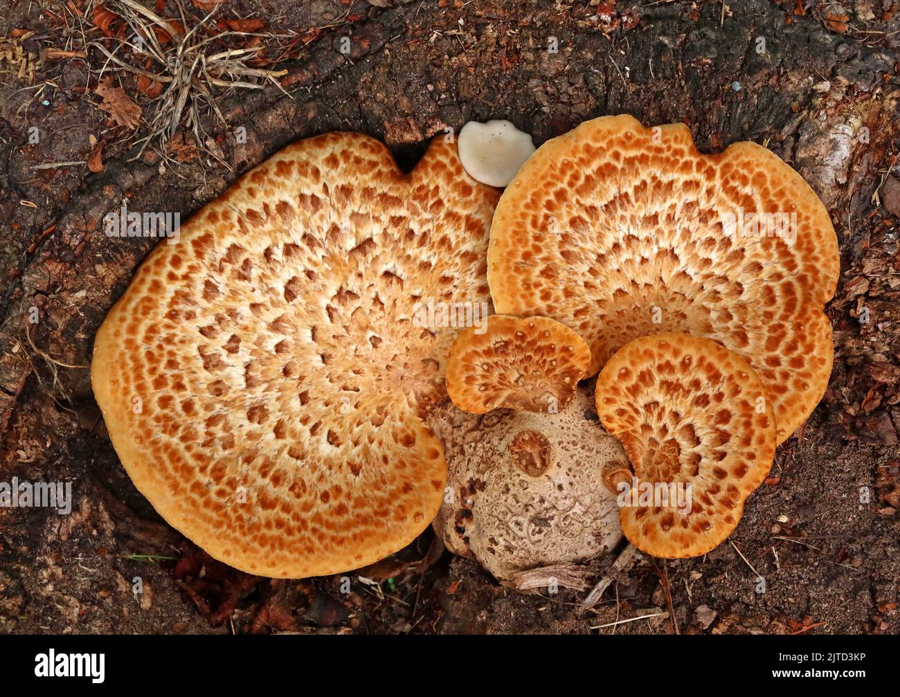 Halterungsschalen-Pilz, wächst auf kürzlich gehackten Bäumen, Cheshire, England, Großbritannien - kreisförmige Fruchtkörper, Conks Stockfoto