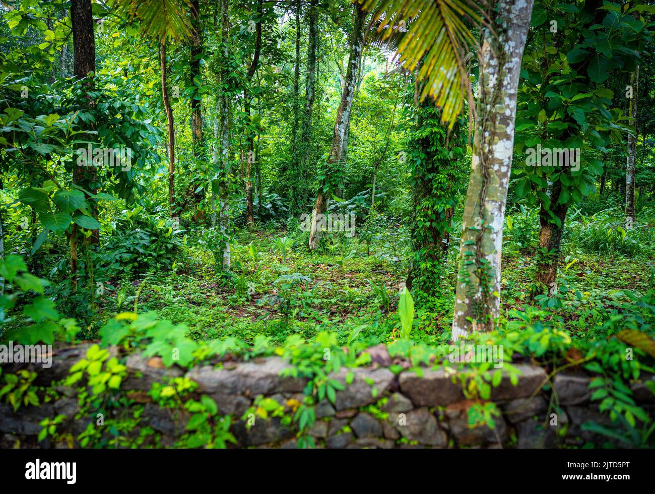 Eine natürliche Ansicht der dichten Vegetation und Felsen-ummauert in einem Park in Kerala, Indien Stockfoto