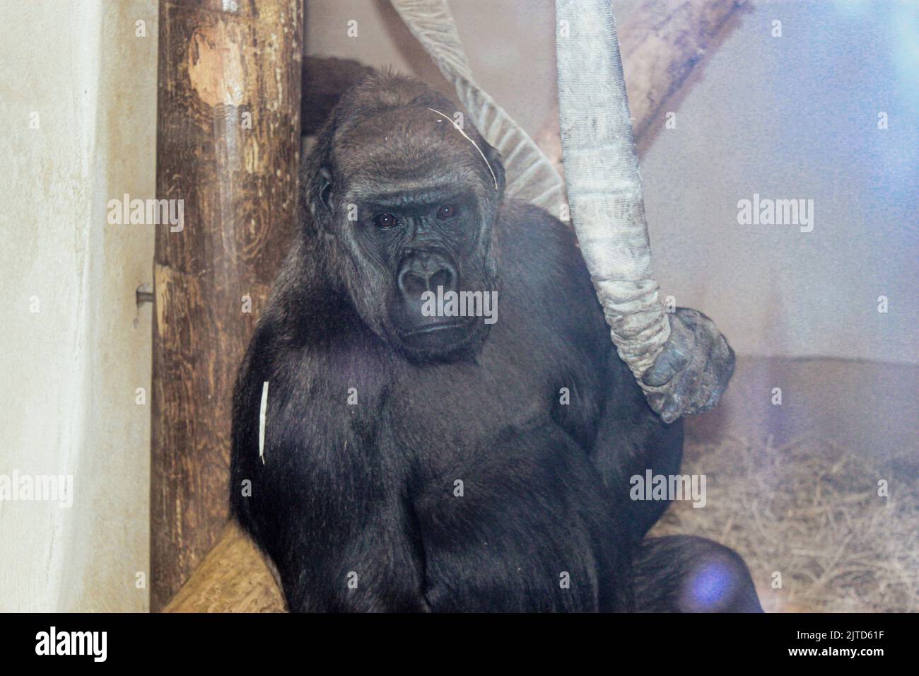 Gorilla im Cheyenne Mountain Zoo. Stockfoto