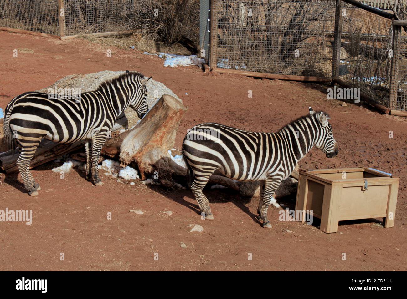 Plains Zebra im Cheyenne Mountain Zoo Stockfoto