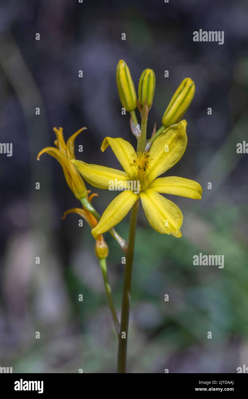 Die gelbe Blume des australischen einheimischen Krauts, bekannt als Native Leek (Bulbine semibarbata) Stockfoto