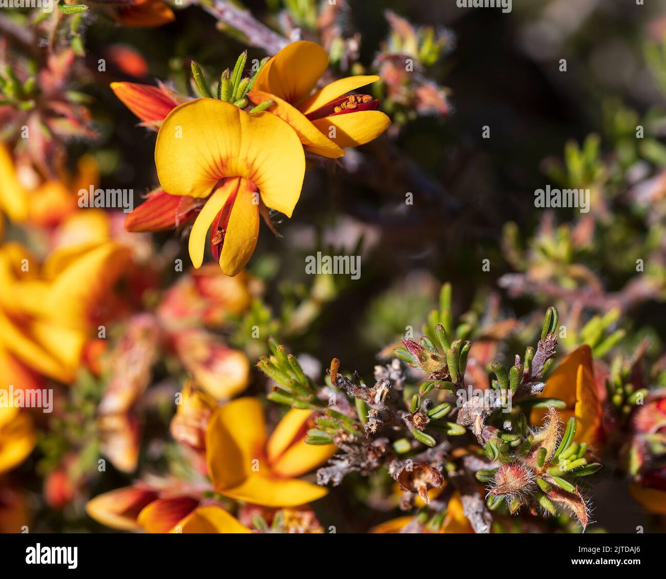 Die gelben und roten Blüten der auffälligen Papageienerbse (Dillwynia sericea) Stockfoto