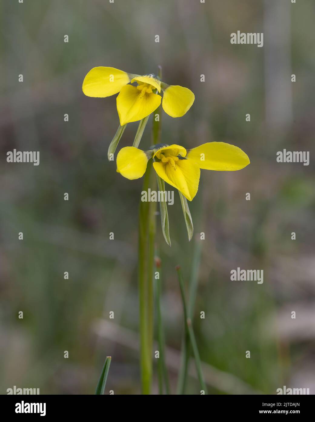 Die Golden Moth Orchid (Diuris chryseopsis) ist ein tuberöses, ausdauerndes Kraut mit hängenden, zitronengelben Blüten mit bräunlichen Markierungen Stockfoto
