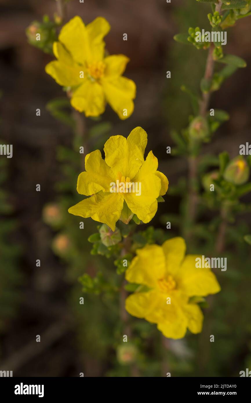 Ein offener, weitläufiger Strauch mit graugrünem, feinem Blattwerk, das leuchtend gelbe Blüten hervorbringt, die als silky-Guinea-Blume (Hibbertia devitata) bekannt sind. Stockfoto