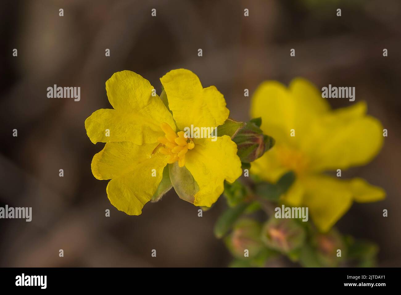 Ein offener, weitläufiger Strauch mit graugrünem, feinem Blattwerk, das leuchtend gelbe Blüten hervorbringt, die als silky-Guinea-Blume (Hibbertia devitata) bekannt sind. Stockfoto