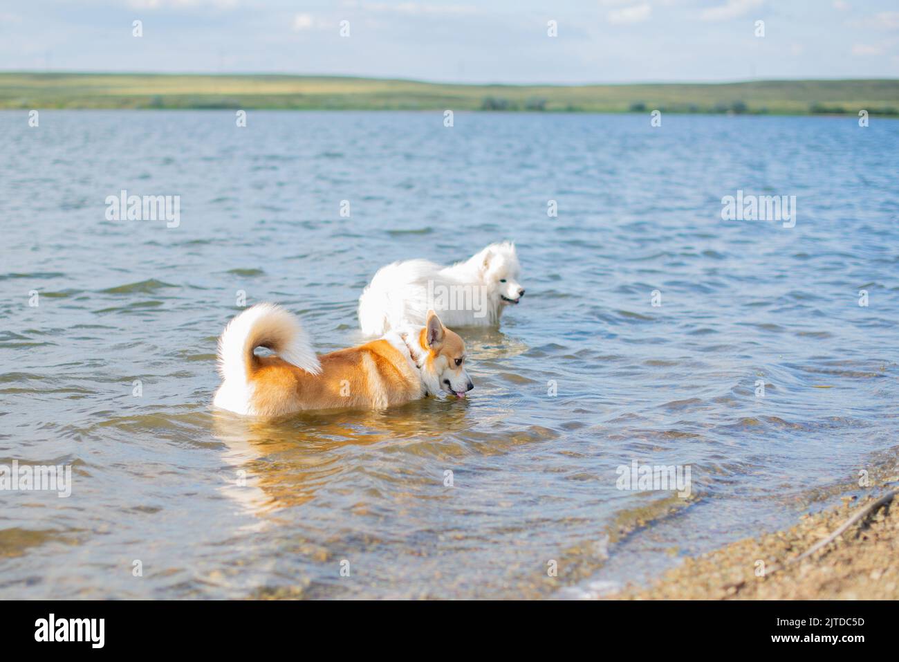 Zwei reinrassige Hunde baden im Fluss Stockfoto