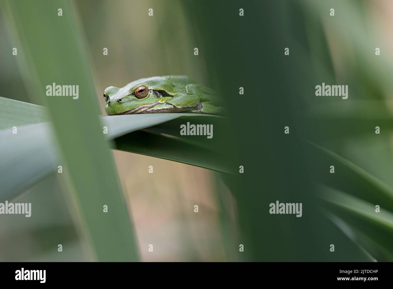 Männchen des europäischen Baumfrosches (hyla arborea), das während der Brutzeit auf einem Rattanblatt auf Weibchen wartet. Wildtiere einfarbig Makro nehmen Stockfoto