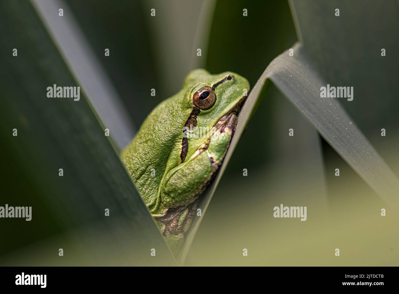 Männchen des europäischen Baumfrosches (hyla arborea), das während der Brutzeit auf einem Rattanblatt auf Weibchen wartet. Wildtiere einfarbig Makro nehmen Stockfoto