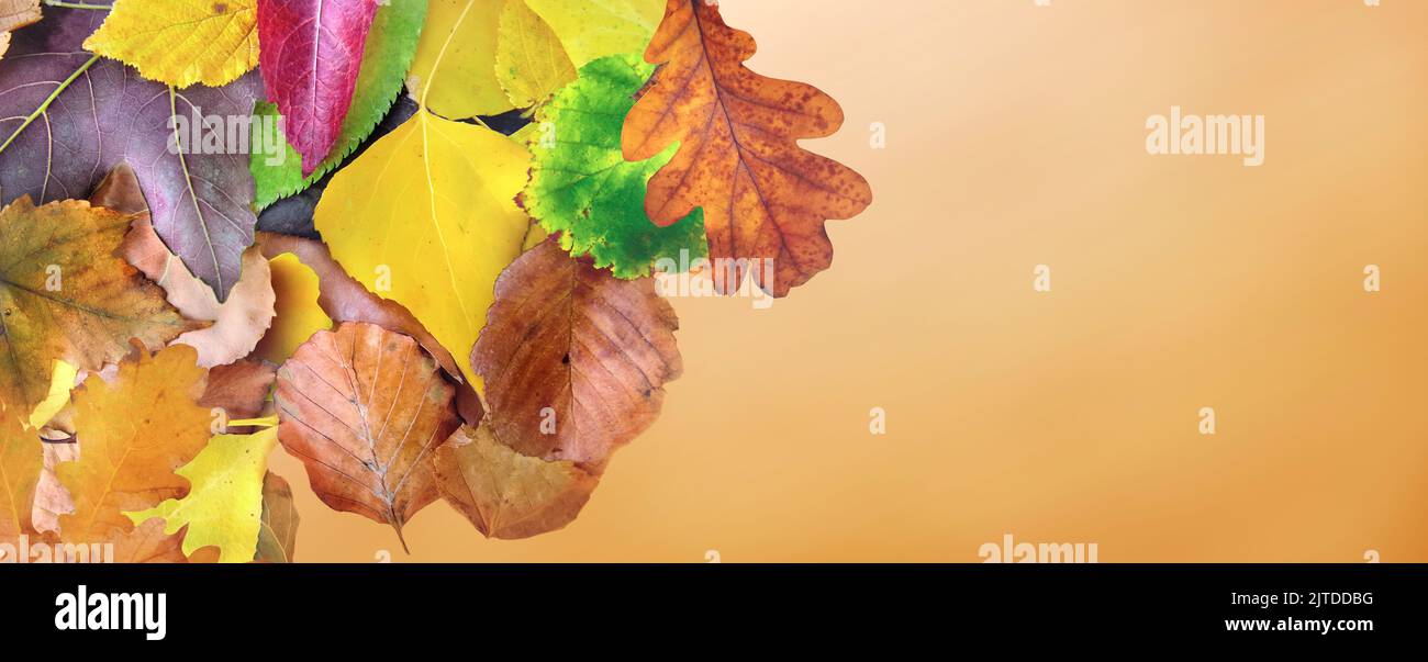 Ansicht von oben auf bunten Blättern auf orangefarbenem Panorama-Hintergrund Stockfoto