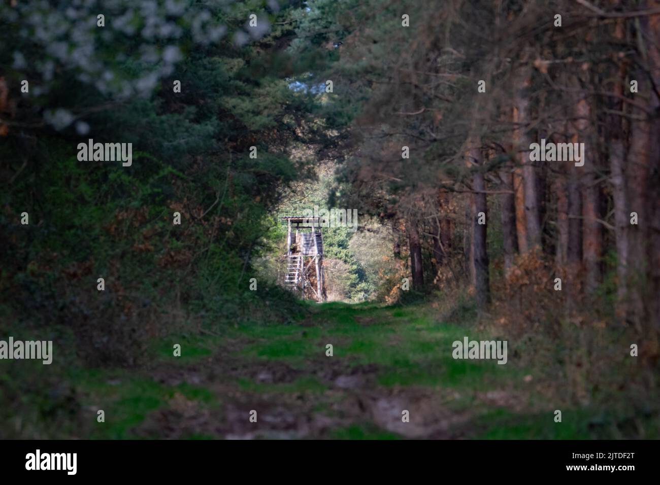 Jagdstand in der Waldlichtung Stockfoto