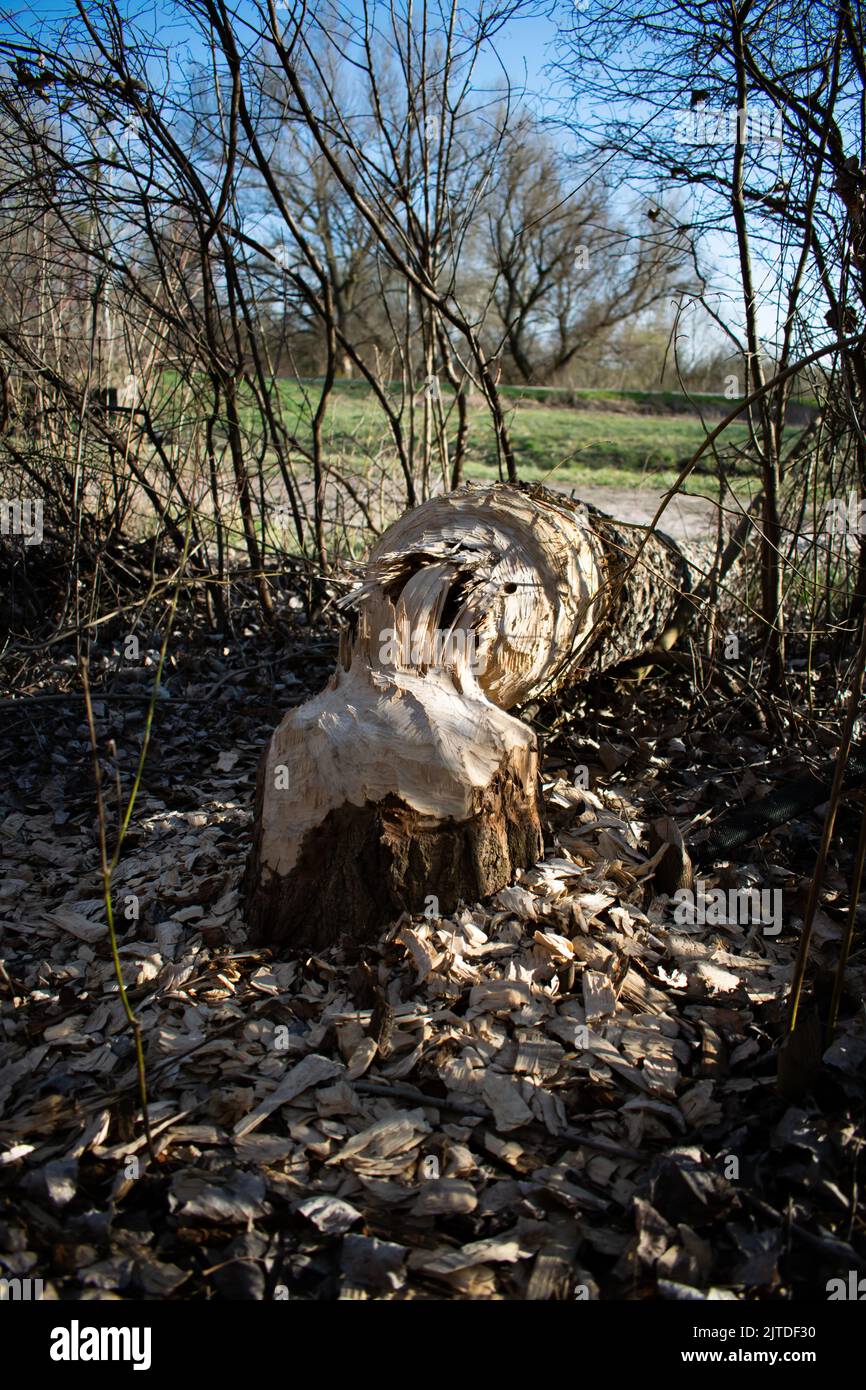 Baum von eurasischen Bibern gefällt Stockfoto