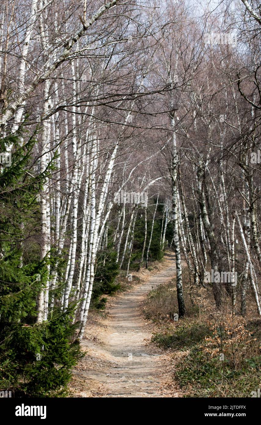 Baumringe in geschnittenen Holzstämmen gesehen Stockfoto