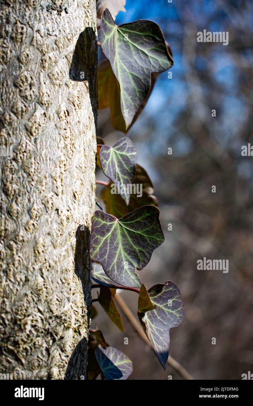 Lila efeubltter -Fotos und -Bildmaterial in hoher Auflsung  Alamy