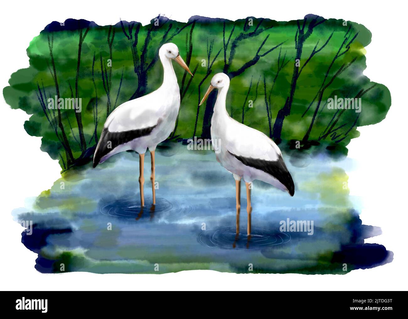 Zwei Störche am See. Aquarellimitation. Stockfoto