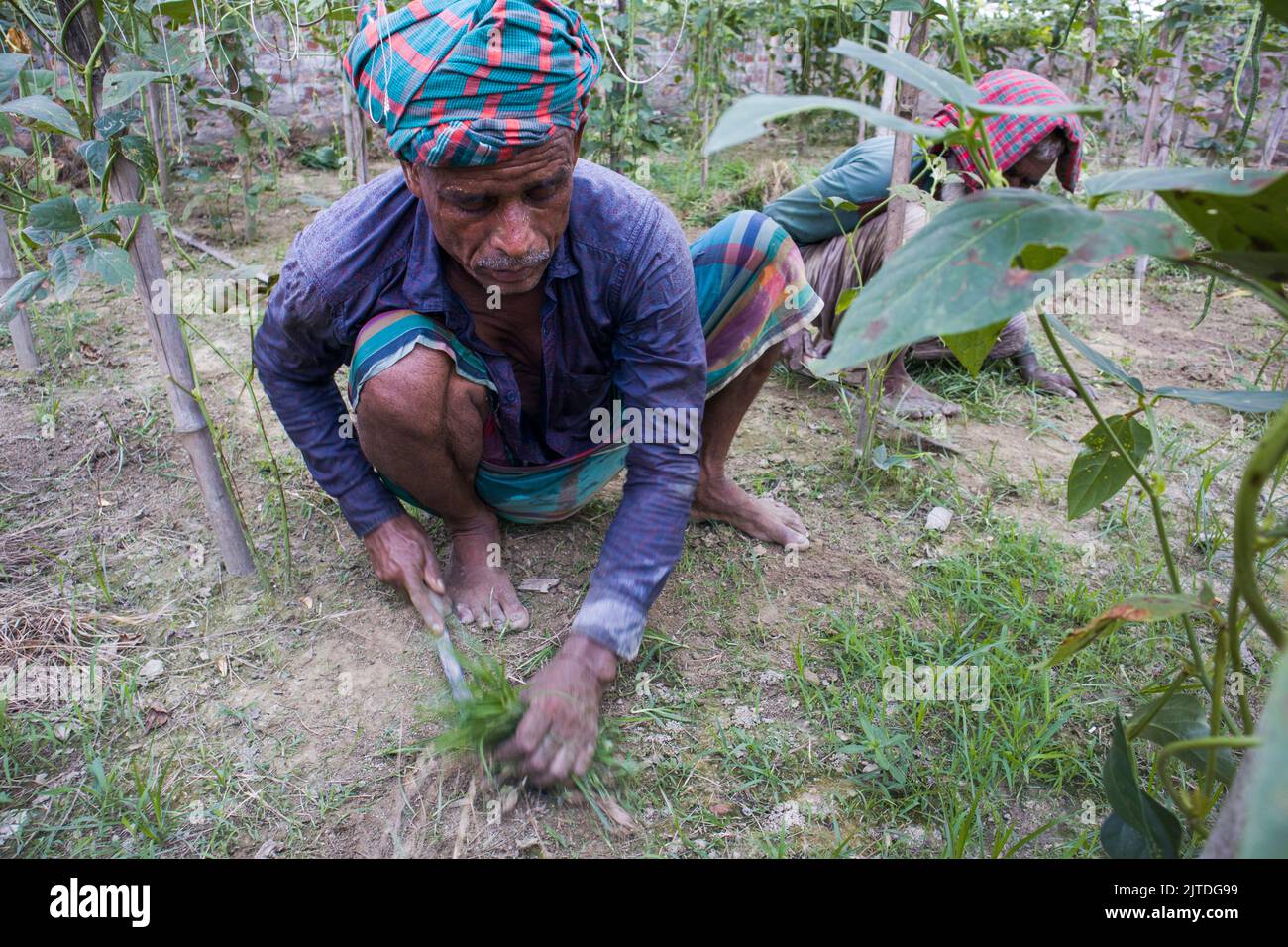 Gemüse wird die wichtigste Cash-Ernte für ländliche Landwirte in Bangladesch. Der kommerzielle Gemüseanbau ist profitabel und erfreut sich bei den Bauern immer größerer Beliebtheit. Stockfoto