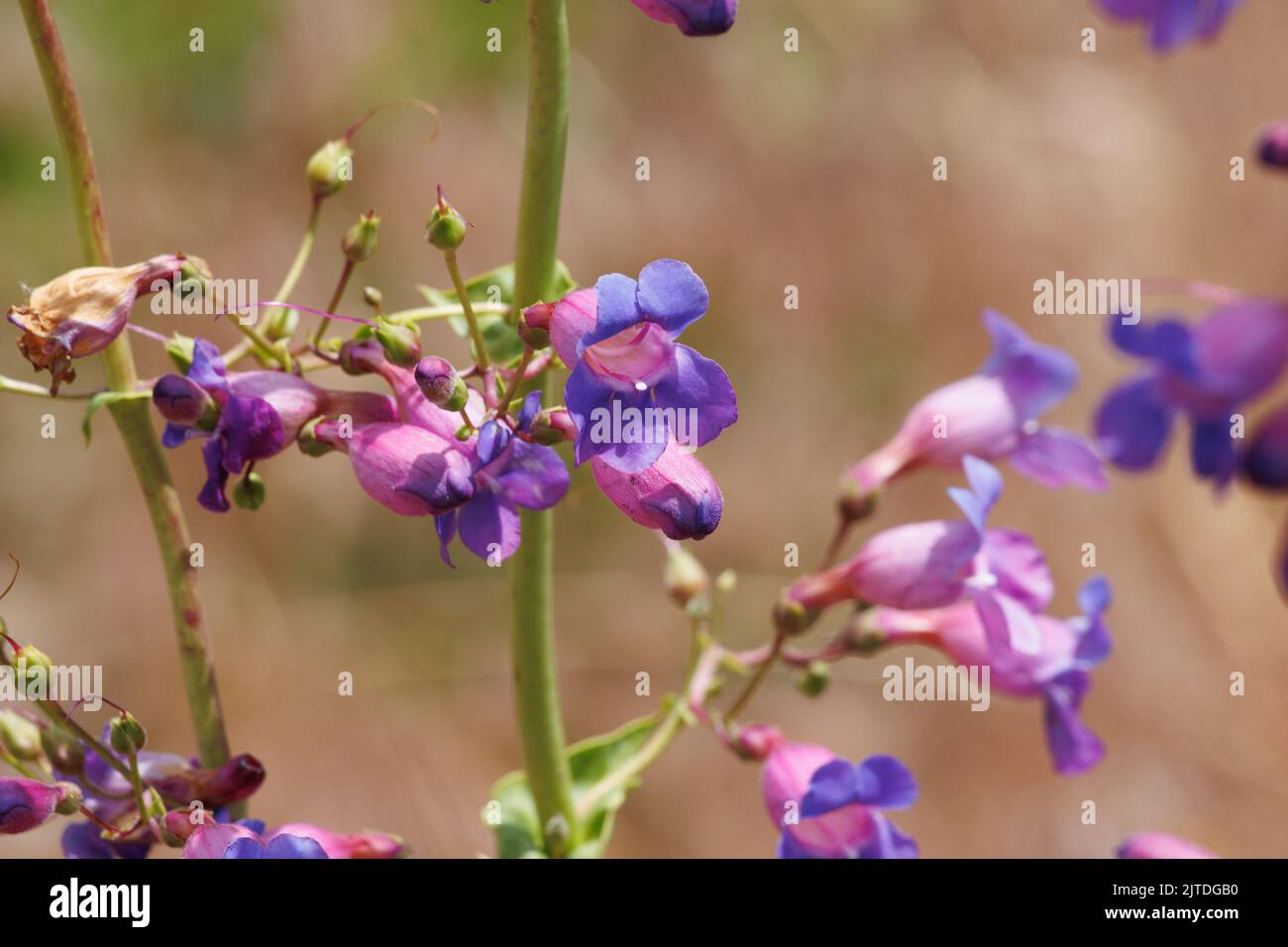 Violett blühende polydeterminierte dichasiate Thyrse von Penstemon spectabilis, Plantaginaceae, beheimatet in den San Bernardino Mountains, Frühling. Stockfoto
