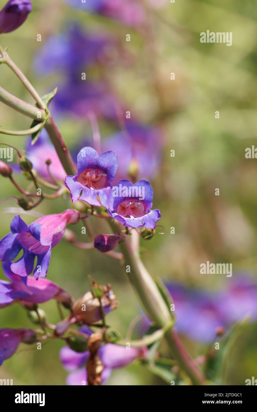 Violett blühende polydeterminierte dichasiate Thyrse von Penstemon spectabilis, Plantaginaceae, beheimatet in den San Bernardino Mountains, Frühling. Stockfoto