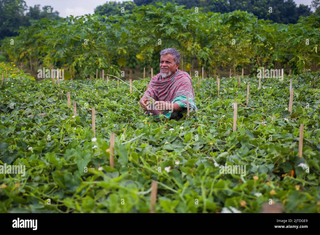 Gemüse wird die wichtigste Cash-Ernte für ländliche Landwirte in Bangladesch. Der kommerzielle Gemüseanbau ist profitabel und erfreut sich bei den Bauern immer größerer Beliebtheit. Stockfoto