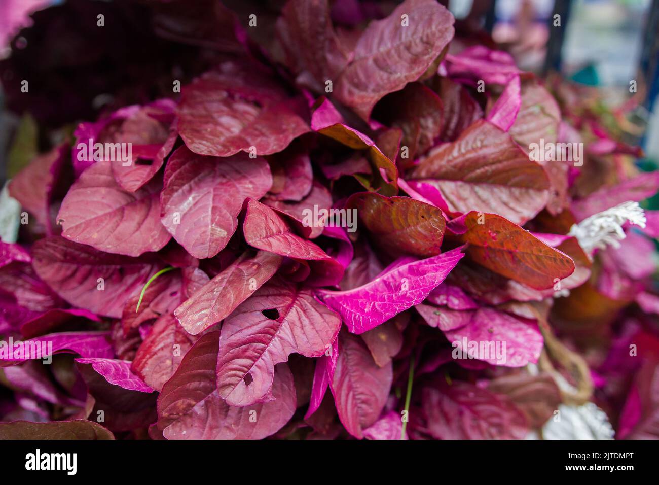 Gemüse ist eine der Haupteinnahmequellen für bangladeschische Landwirte. Früher war es nur für den Konsum der Haushalte, aber jetzt werden Cash Crops. Stockfoto