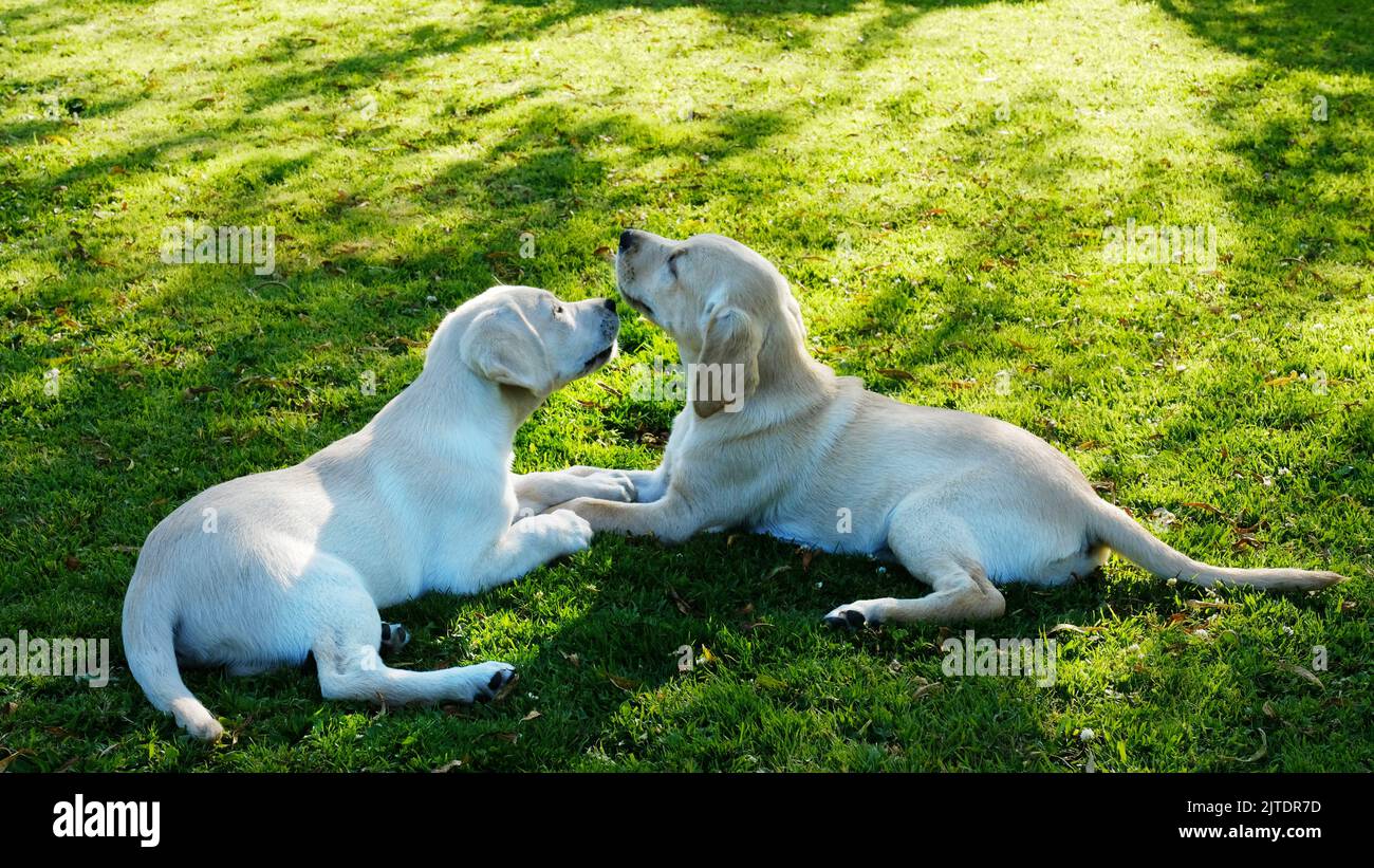 Ein paar gelbe labrador Welpen auf Gras spielen - John Gollop Stockfoto