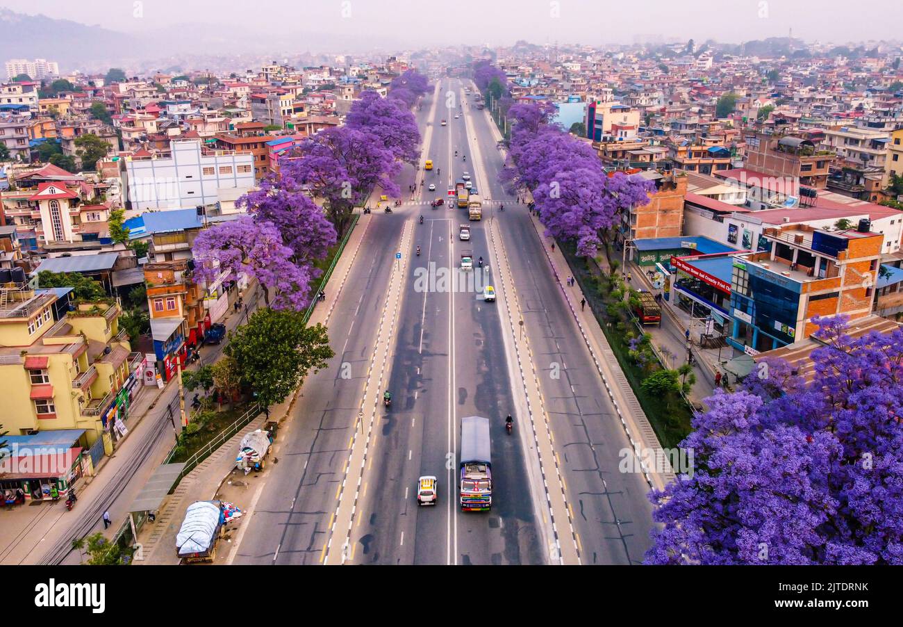 28.. April 2022. Kathmandu, Nepal. Wunderschöne Blüte eines Jacaranda-Baumes in der Straße des Kathmandu-Tals. Stockfoto