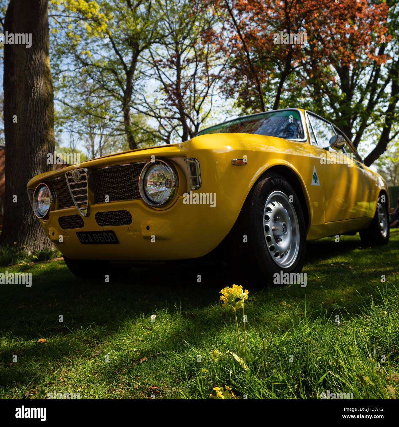 Ein gelber Alfa Romeo GTA wird in Bicester Heritage, Oxfordshire ausgestellt. Stockfoto
