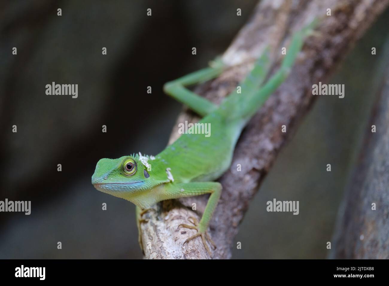 Green Crested Lizard, Chester Zoo, Großbritannien Stockfoto