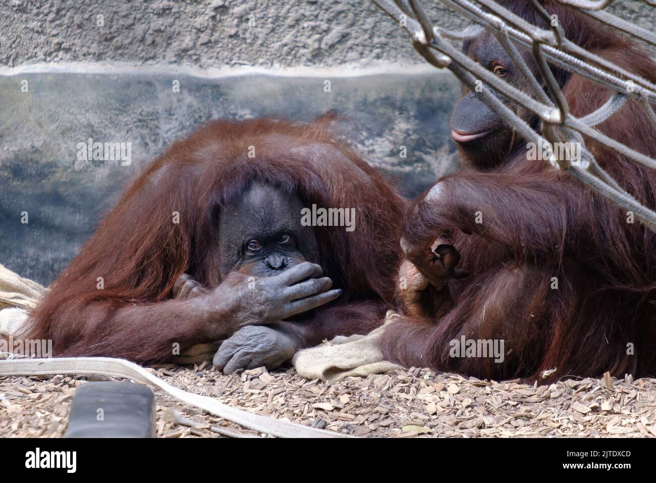 Sumatran Orang-Utans im Chester Zoo, England, Großbritannien Stockfoto