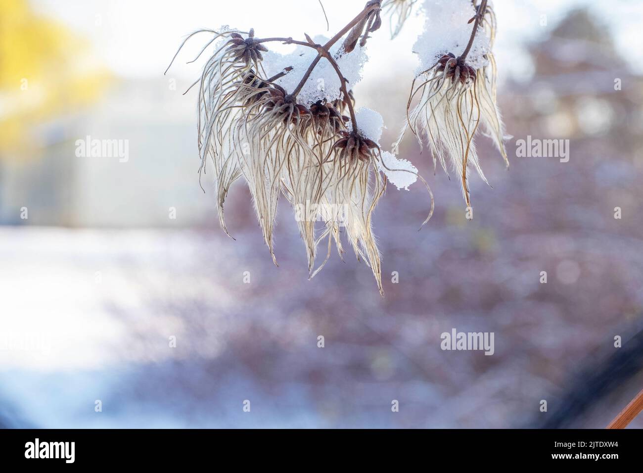 Trockenes Gras mit Schnee bedeckt, Nahaufnahme im Freien in einer Wintersaison Stockfoto