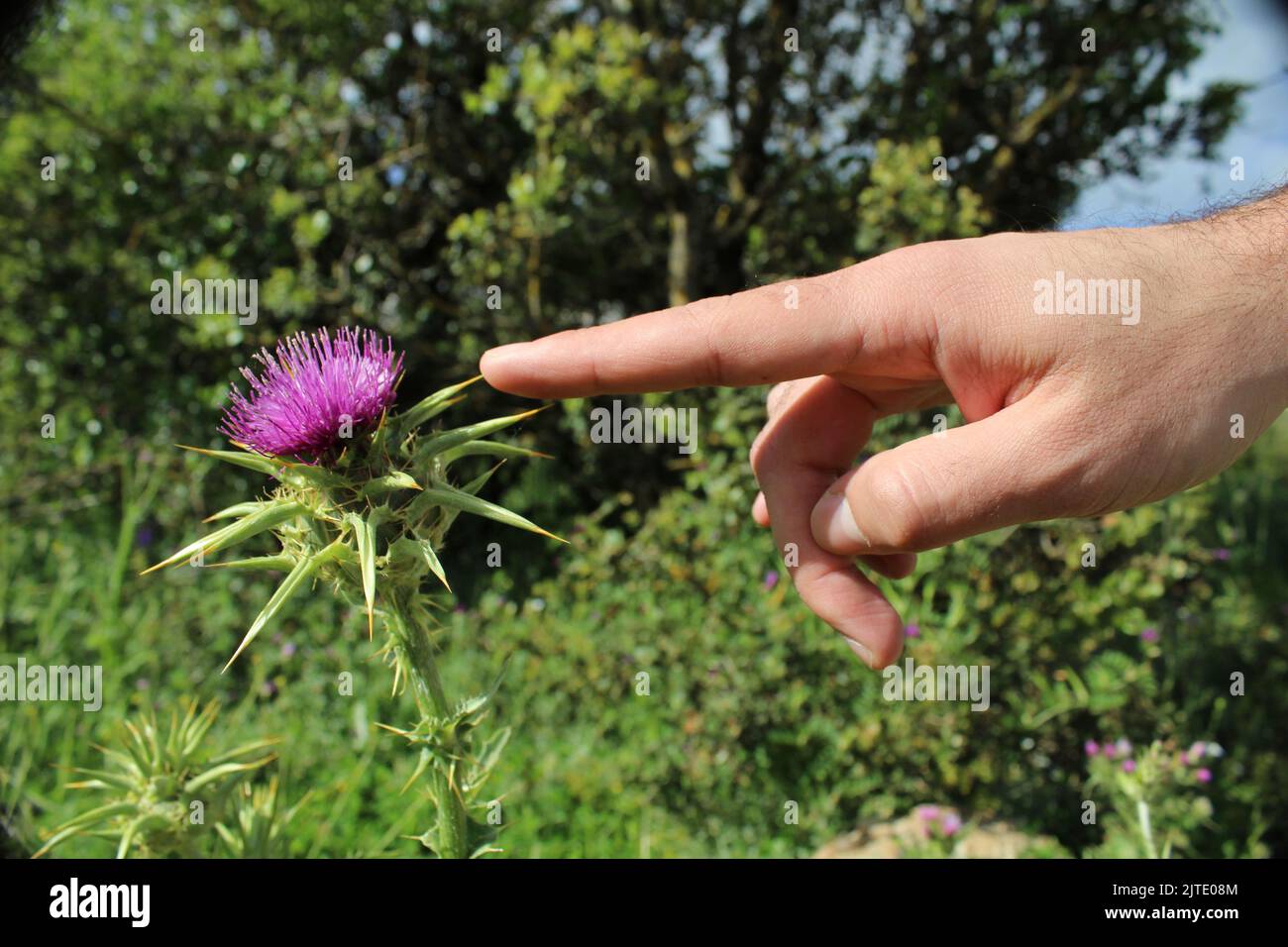 Eine Distelblumenpflanze stiche in den spitzen Finger einer Person Stockfoto